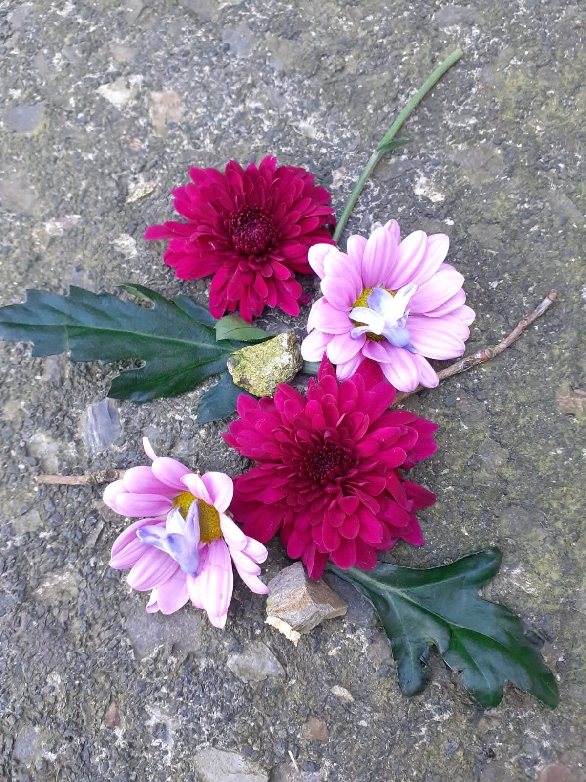 Daisy Flowers